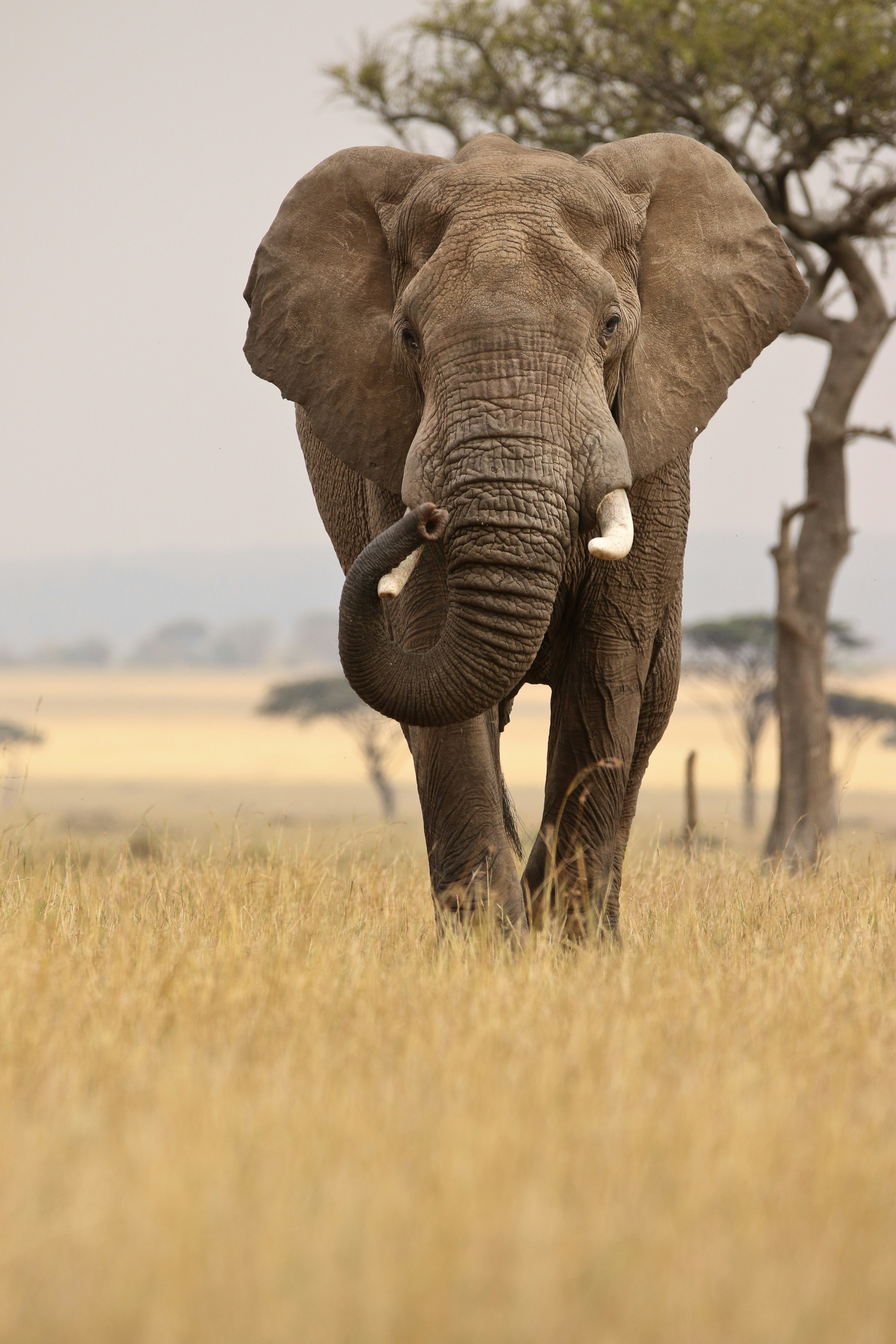 Elephant calf at Sheldrick Orphanage