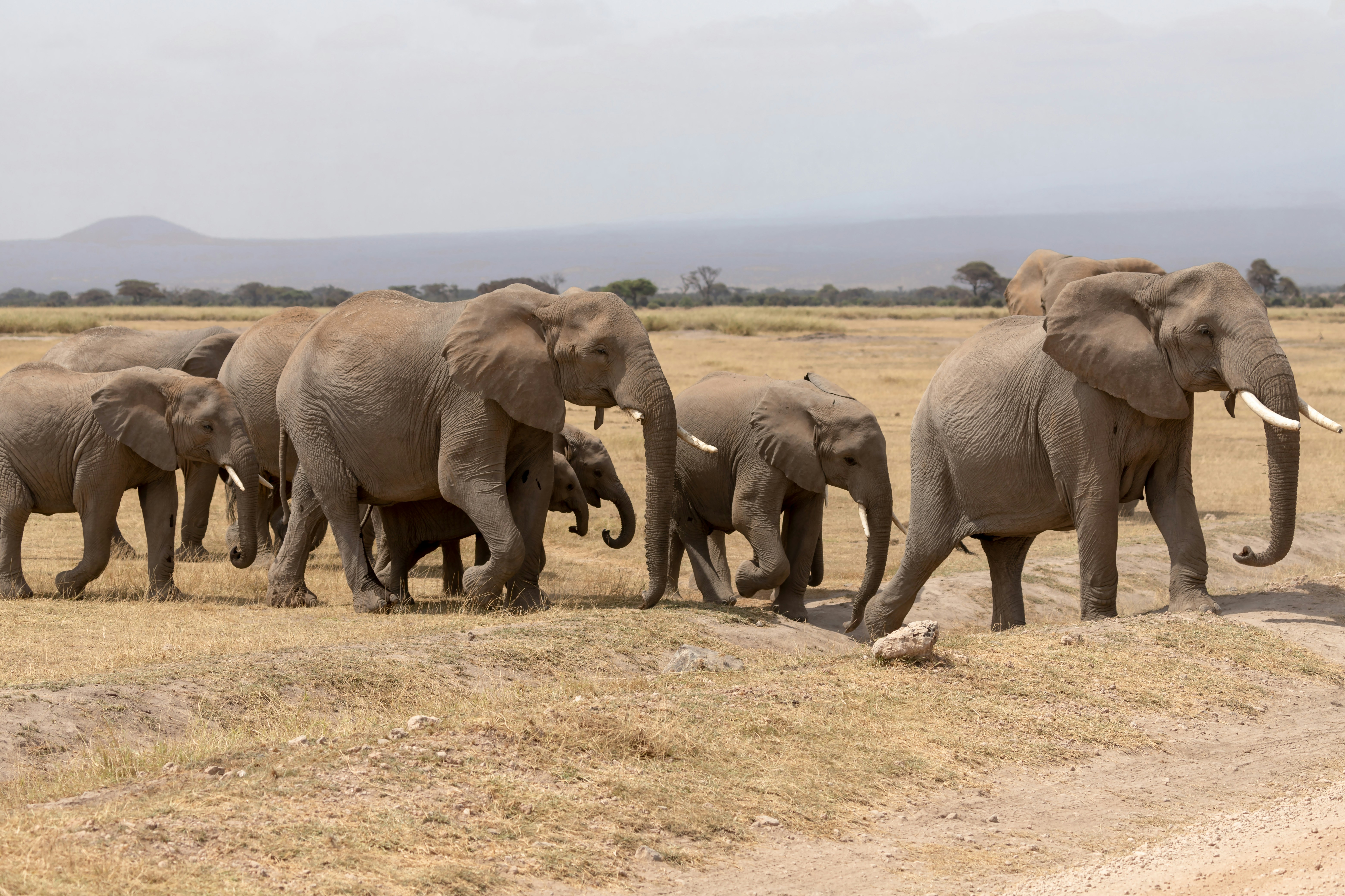 Amboseli elephants with Mount Kilimanjaro