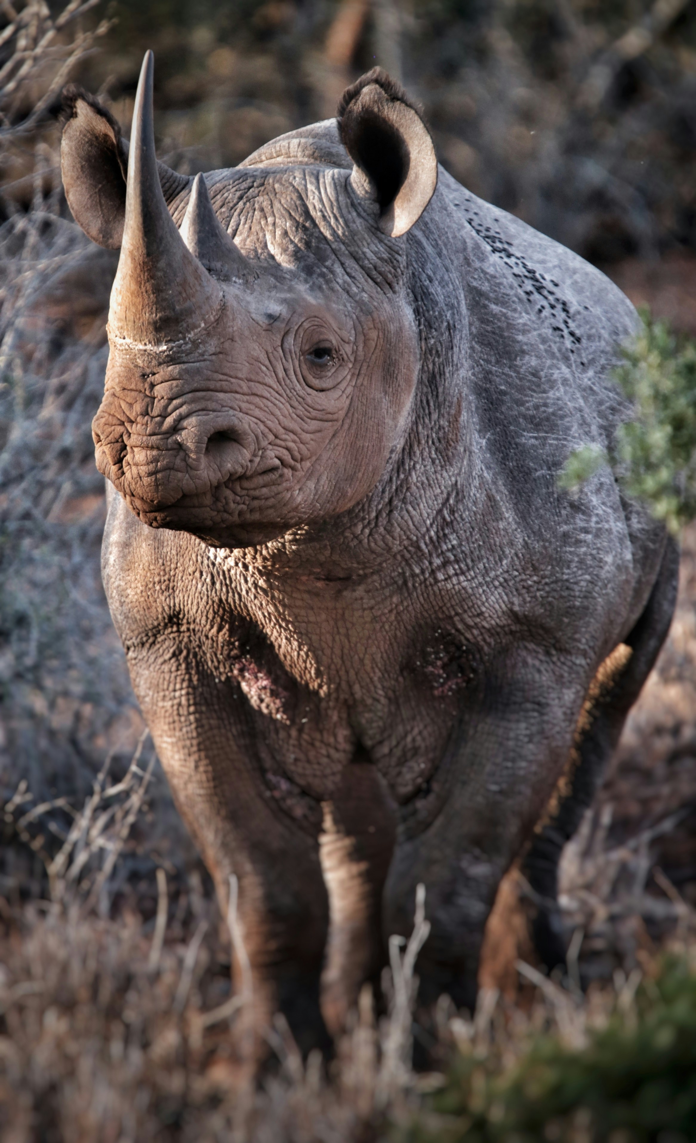 Black rhino on safari in Kenya