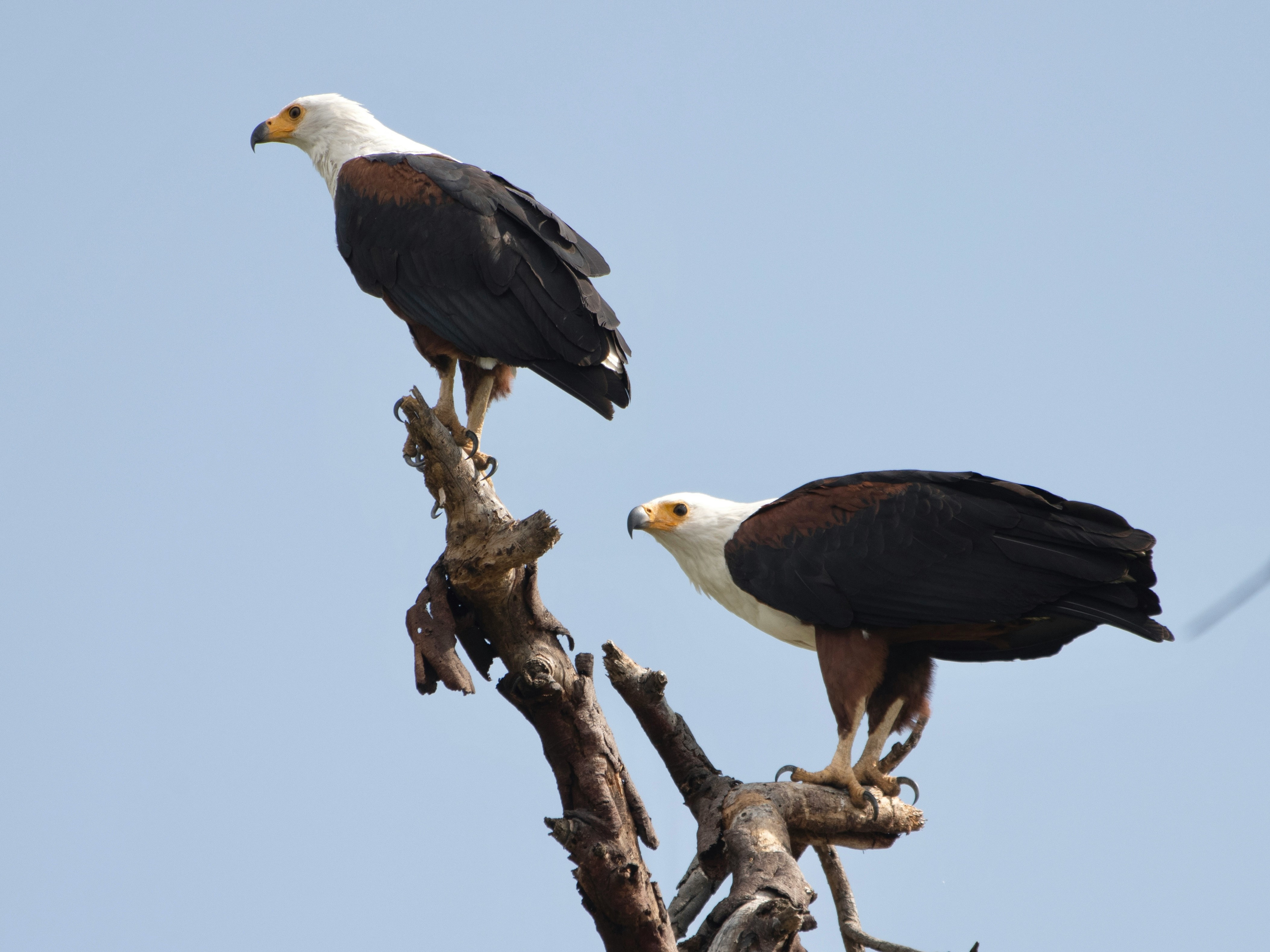 Birdlife in Tsavo