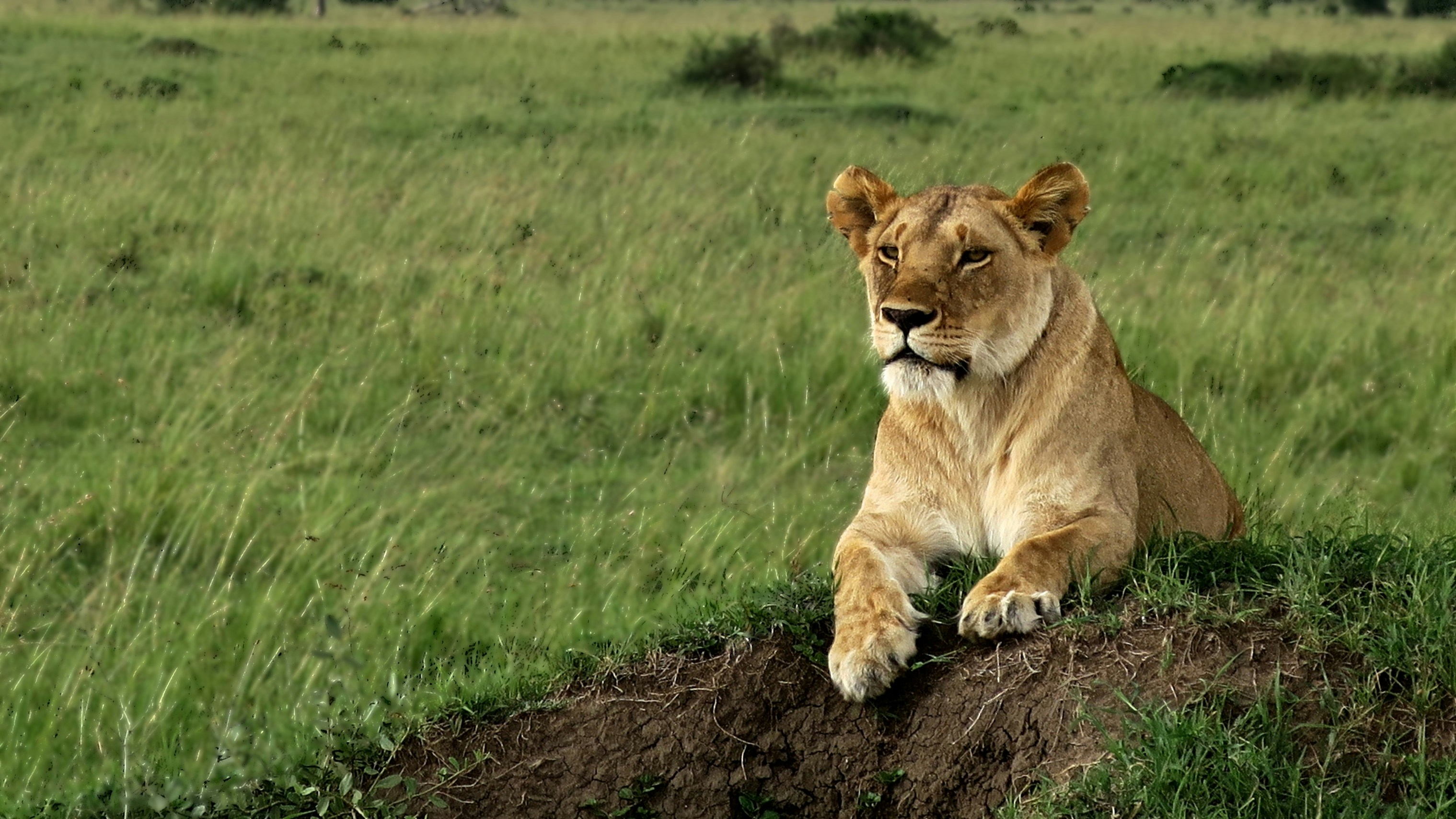 Lions in Nairobi National Park