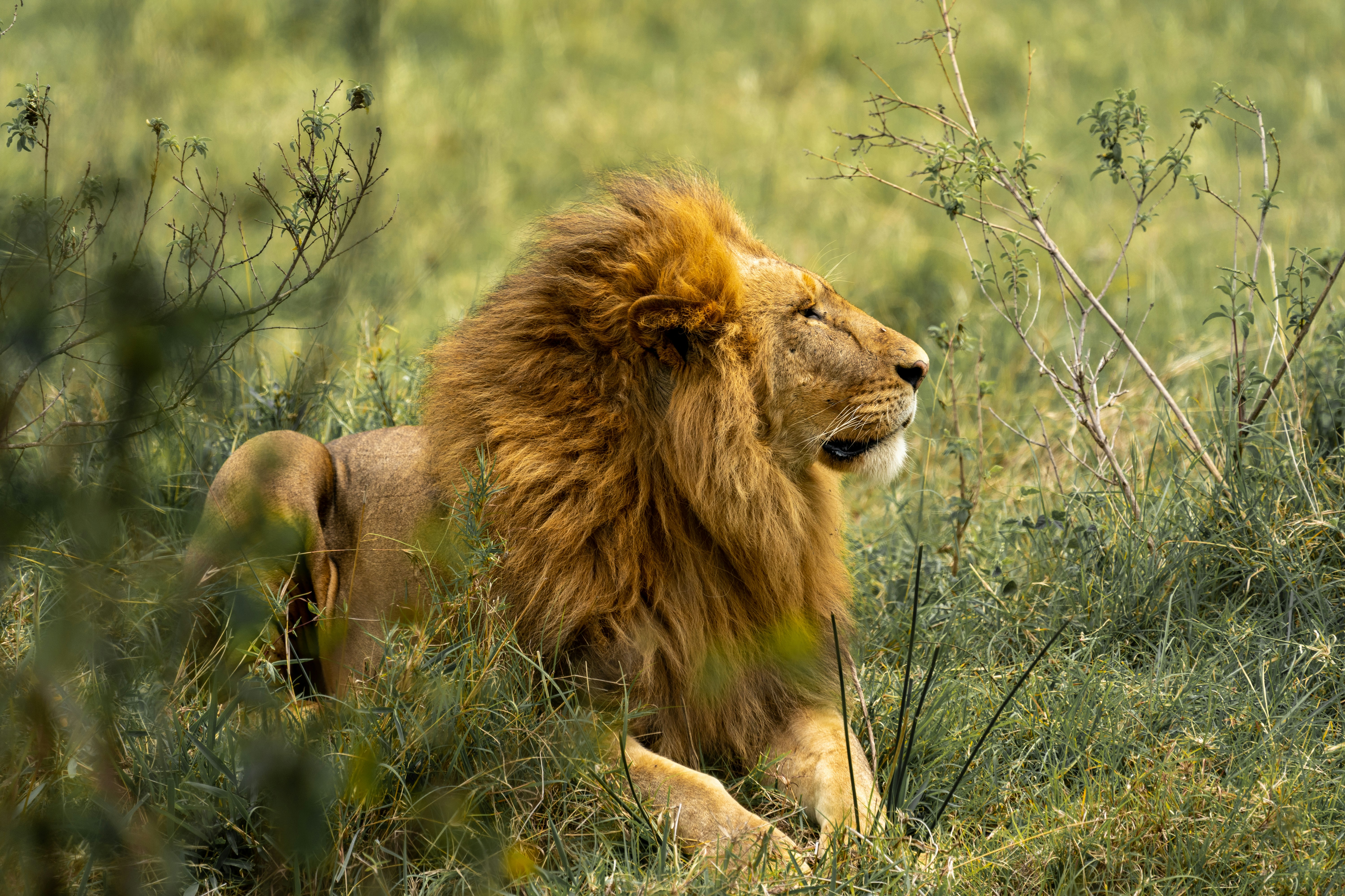 Lion resting in the savannah on a Kenya safari