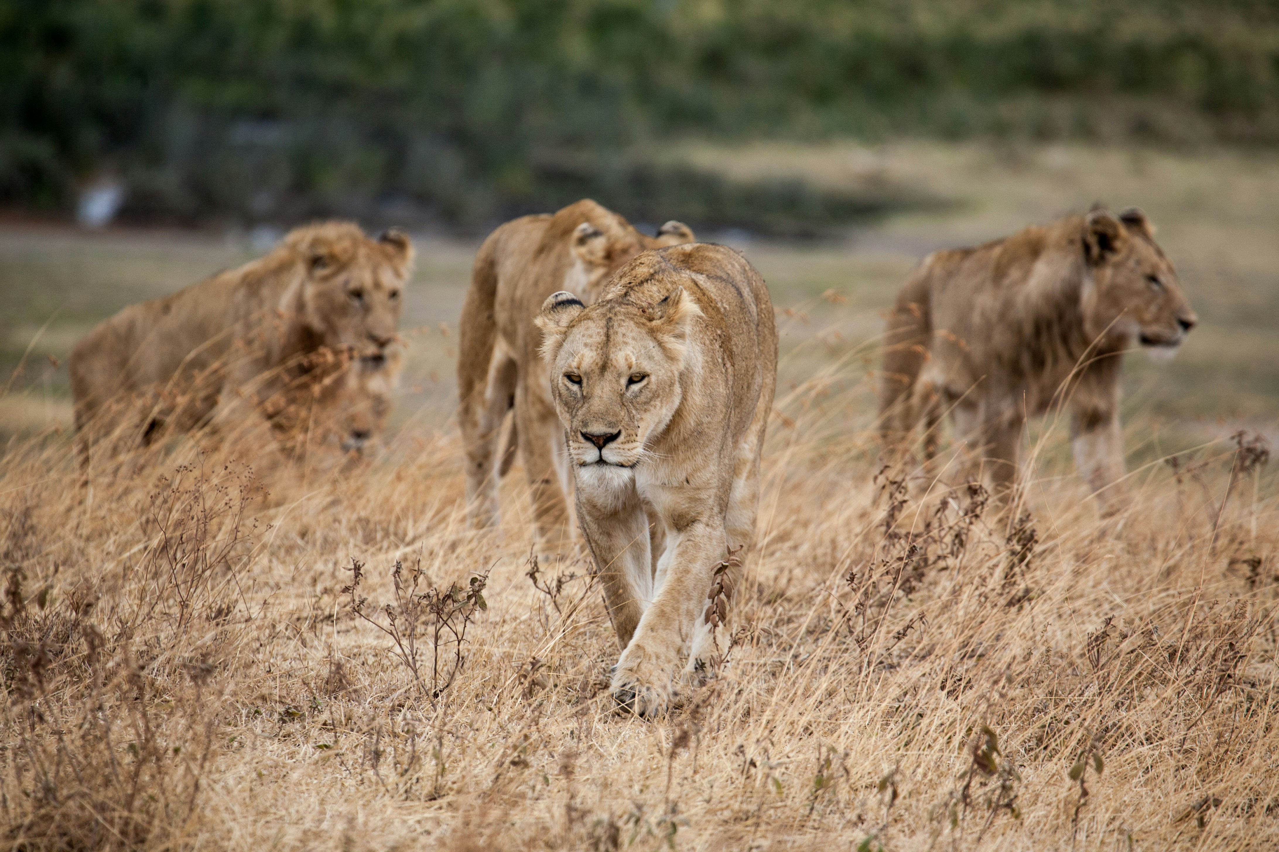 Lions in Kenya representing part of the Big Five safari experience