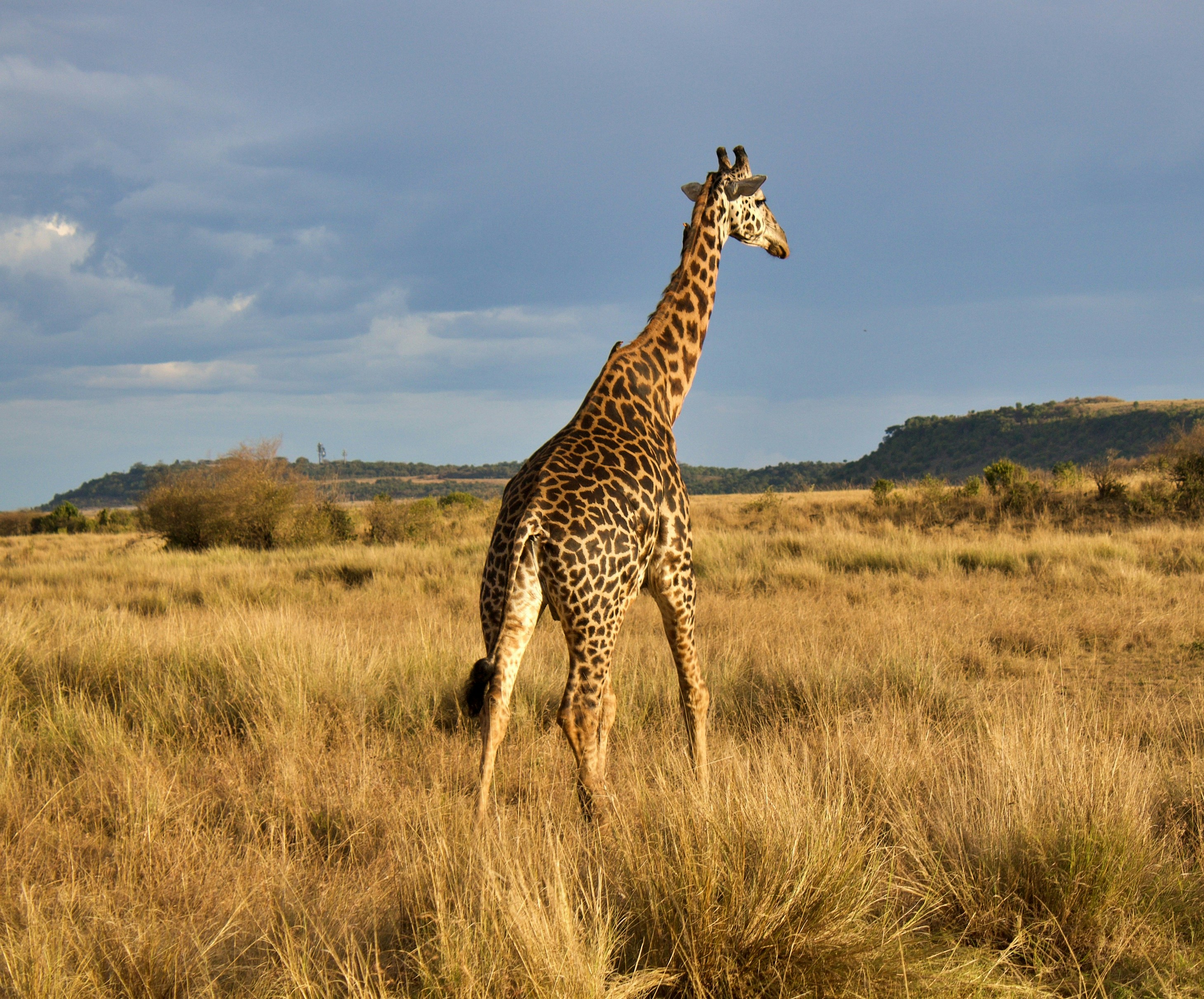Rothschildï¿½s giraffe conservation