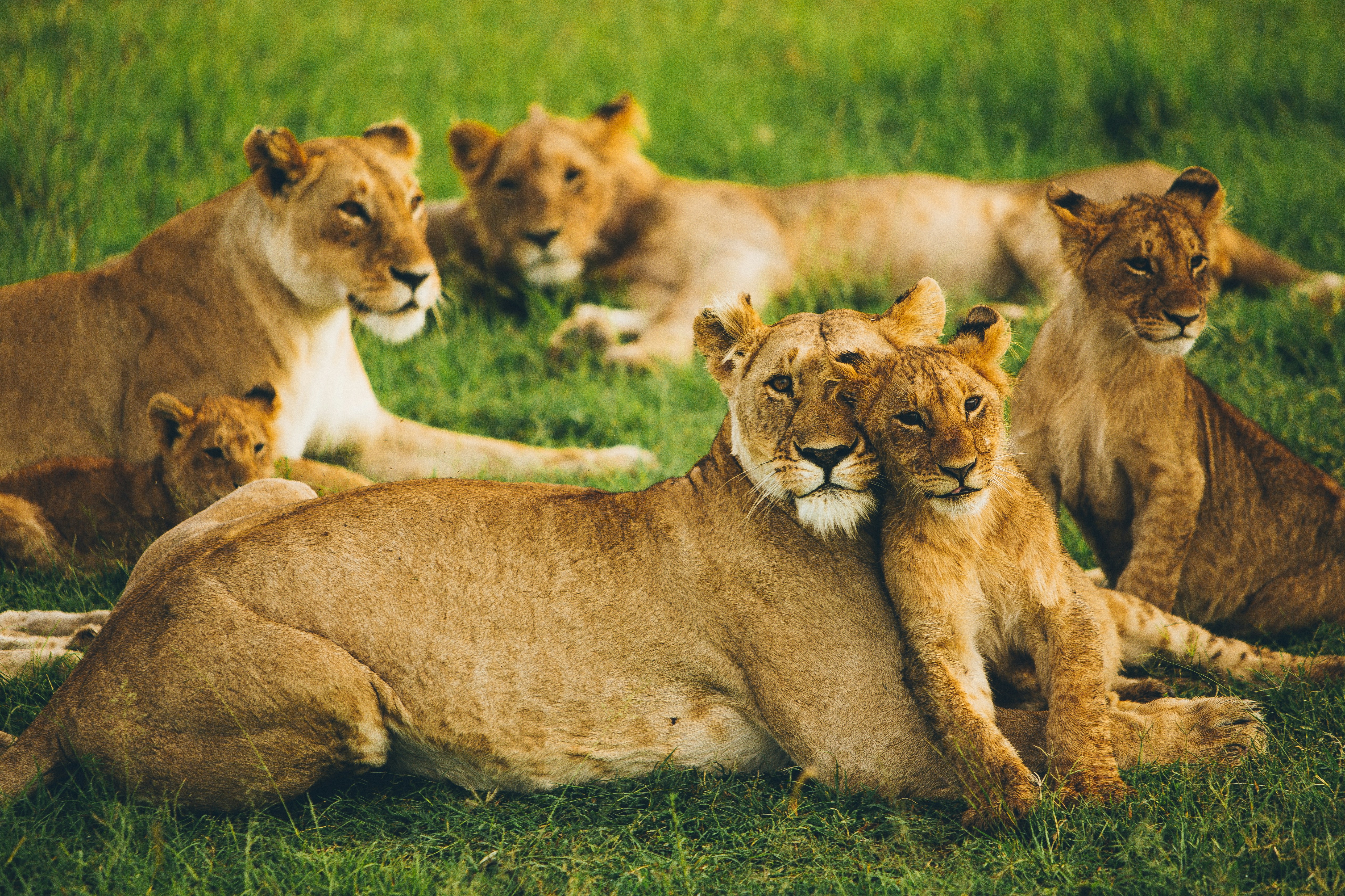 Golden light over the Maasai Mara