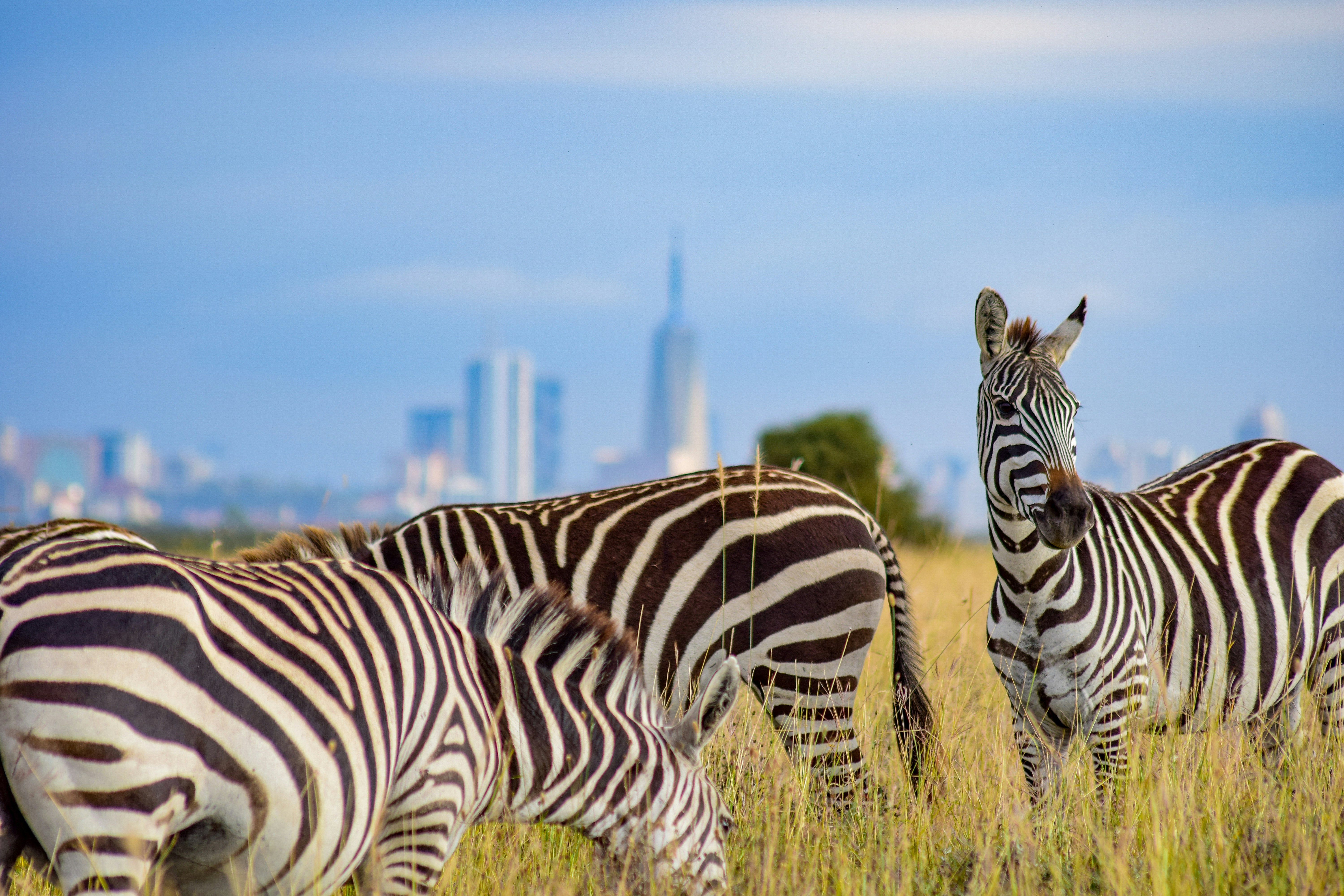 Wildlife with Nairobi skyline in the background