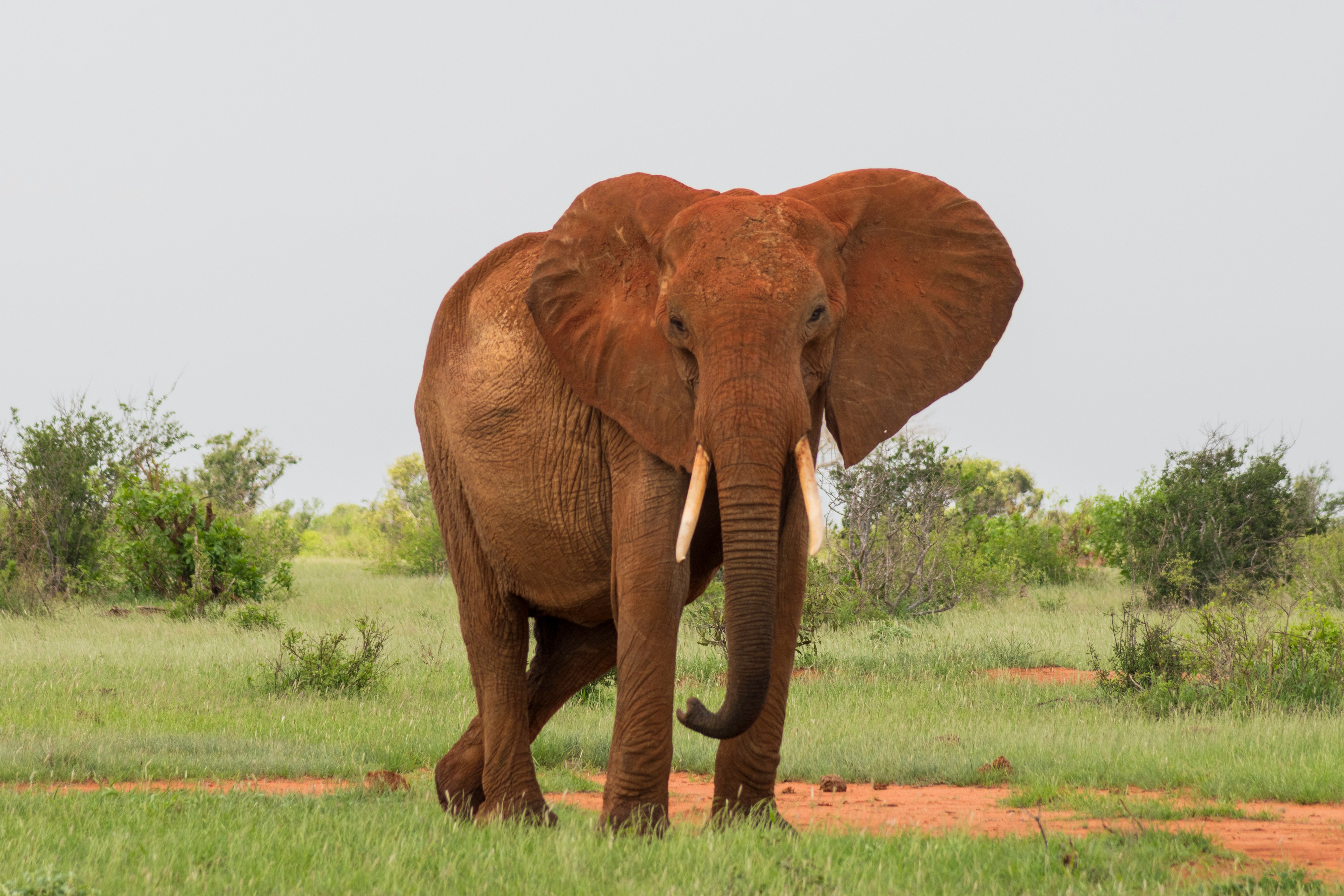 Red Elephants in Tsavo