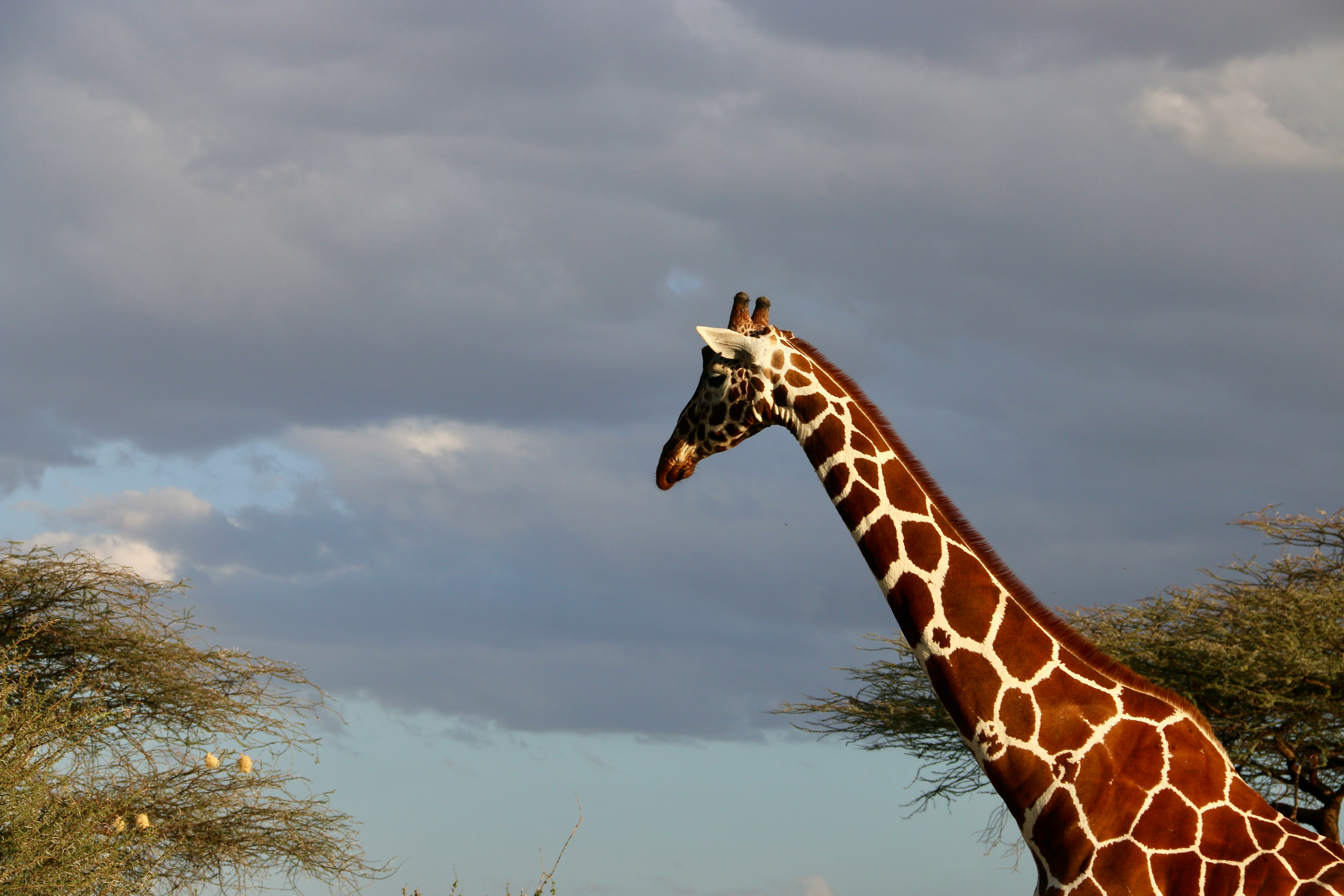 Reticulated giraffe representing the Samburu Special Five