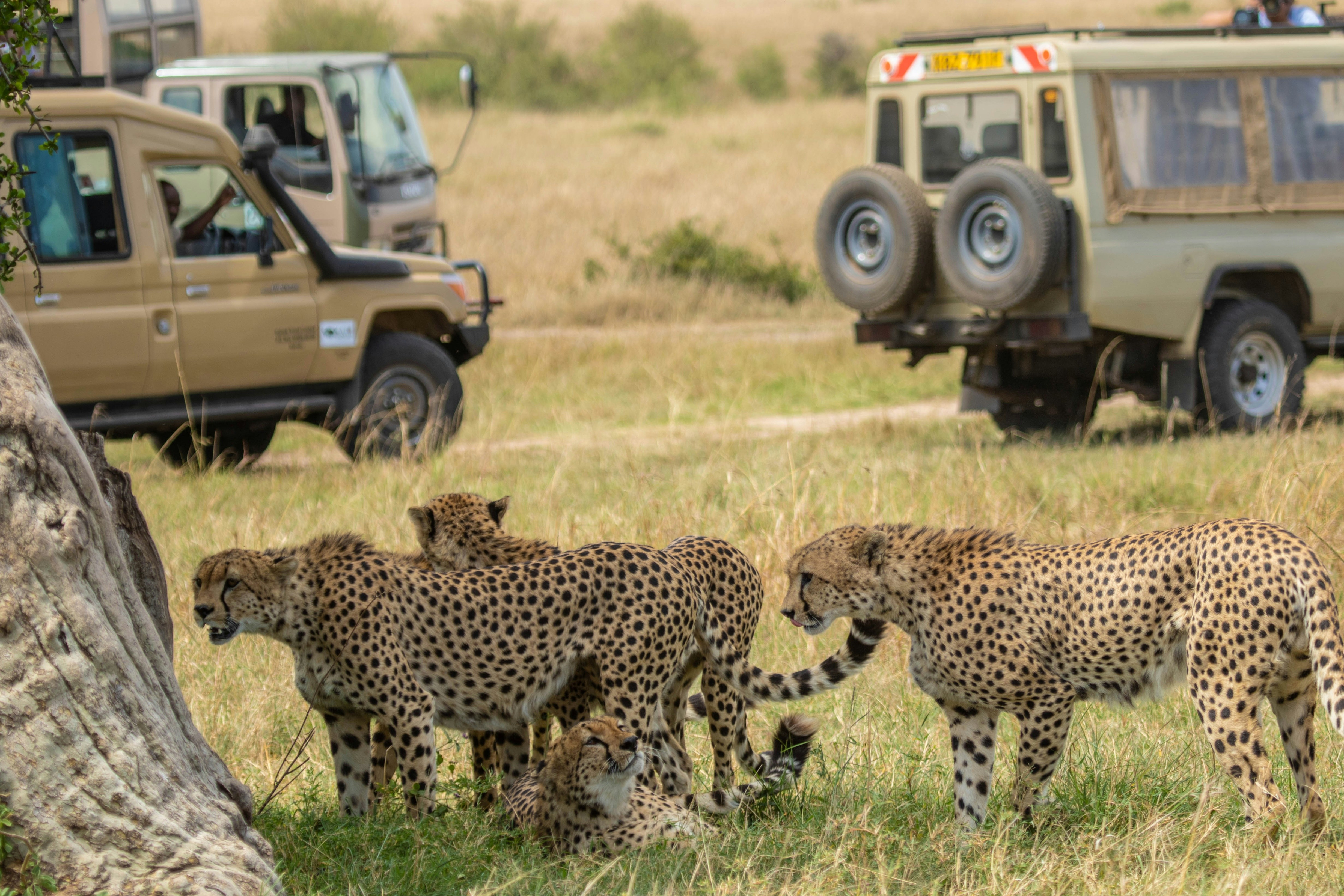 Safari cruiser positioned for a game drive