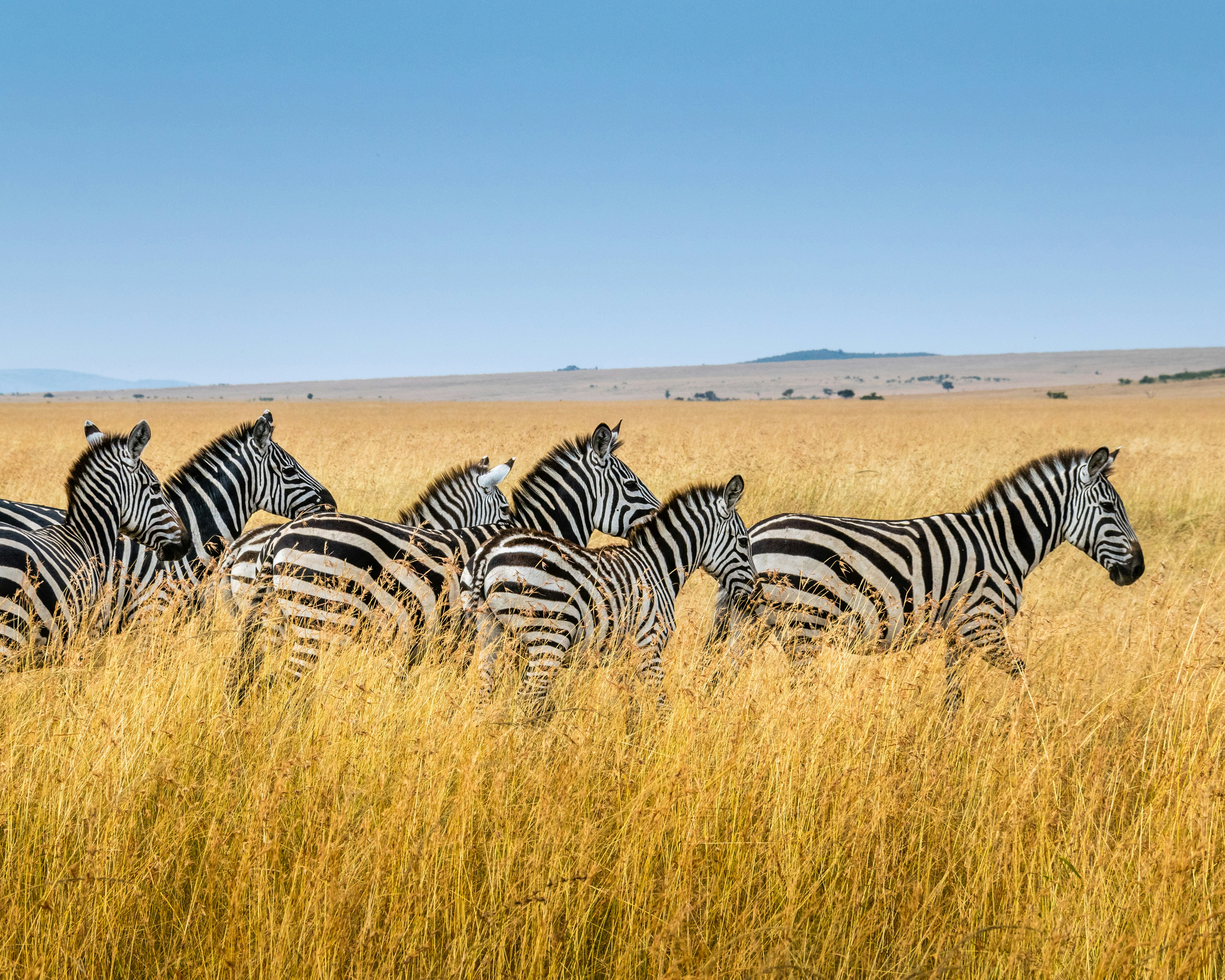 Open plains and woodland in Nairobi National Park