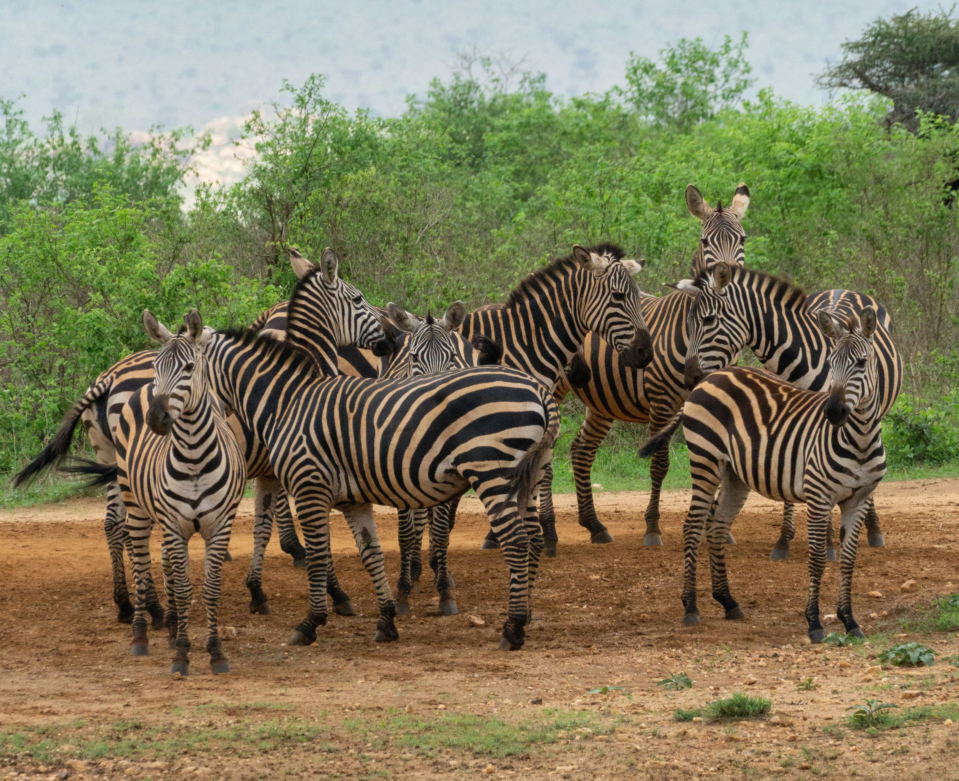 Tsavo landscape with red earth and wildlife