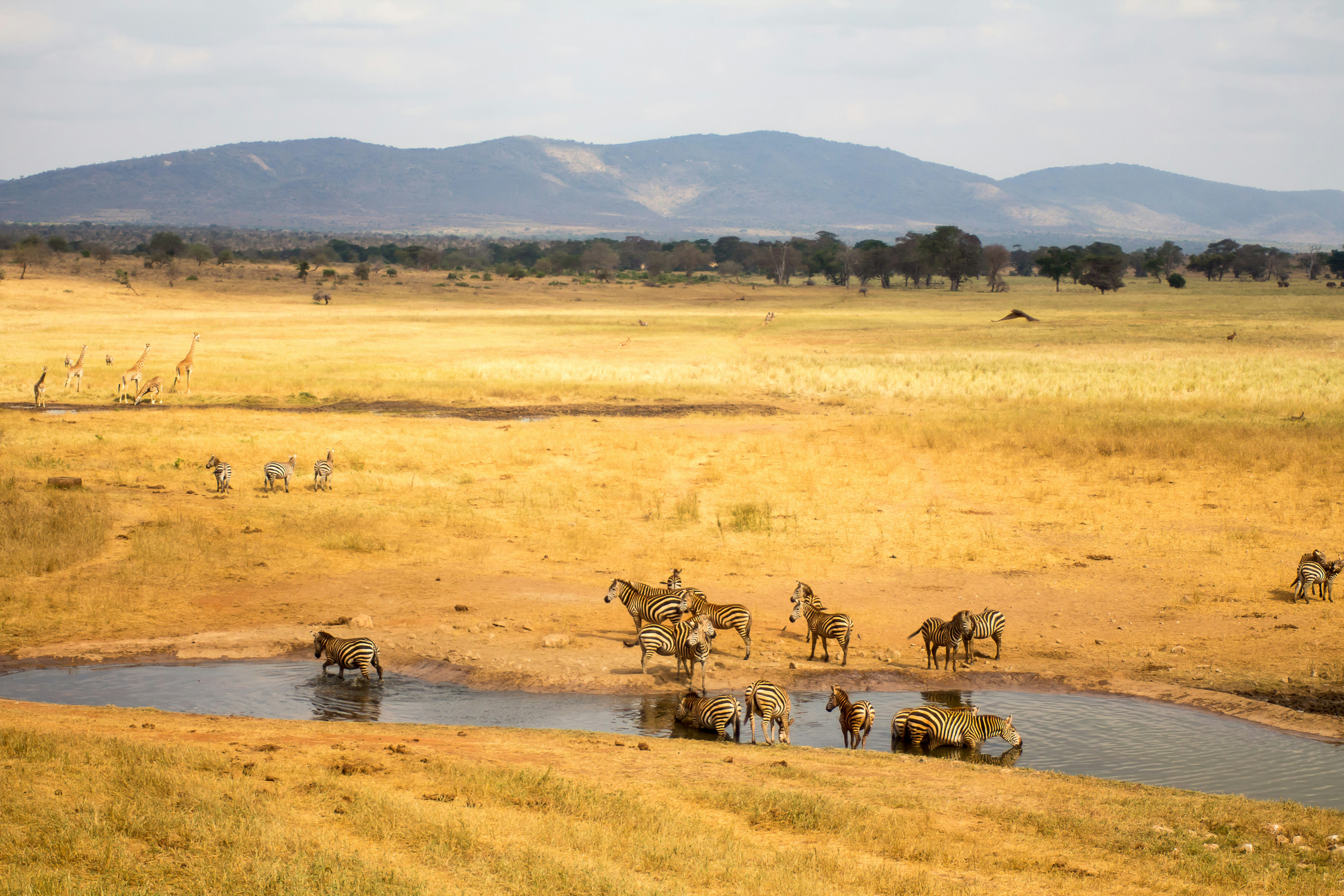 Scenic Landscapes in Tsavo