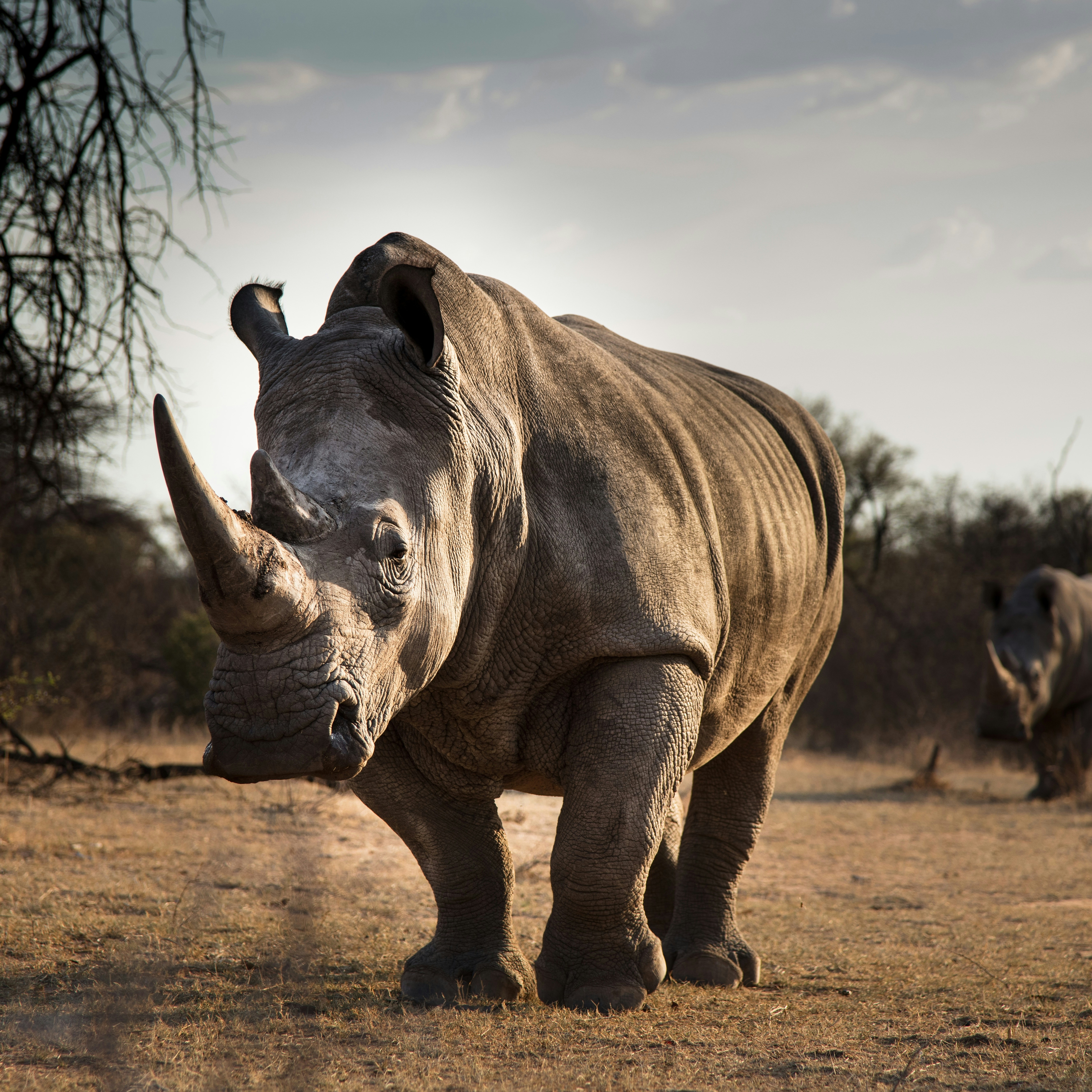 White rhino grazing in Kenya