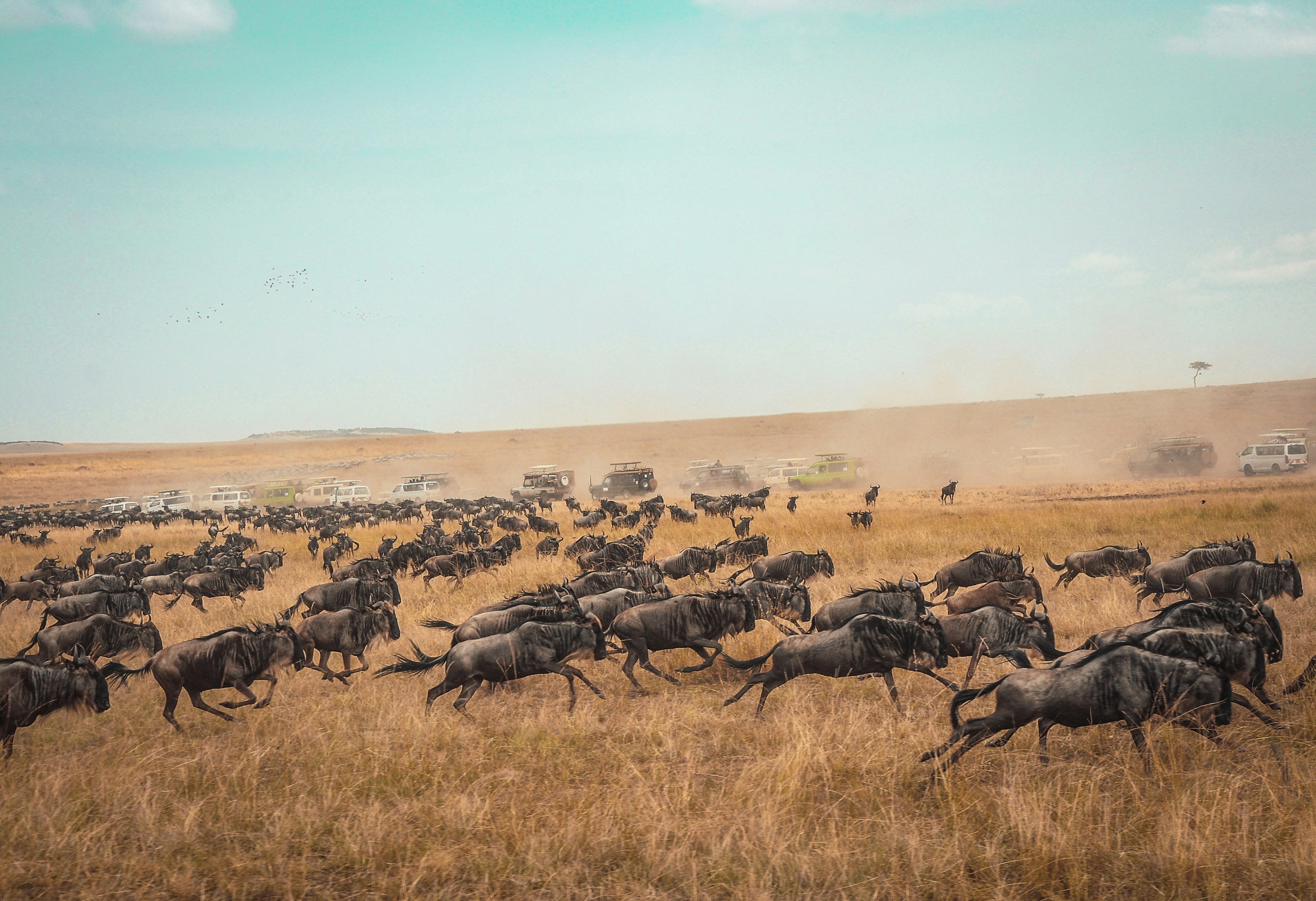 Grazing wildlife in Nairobi National Park