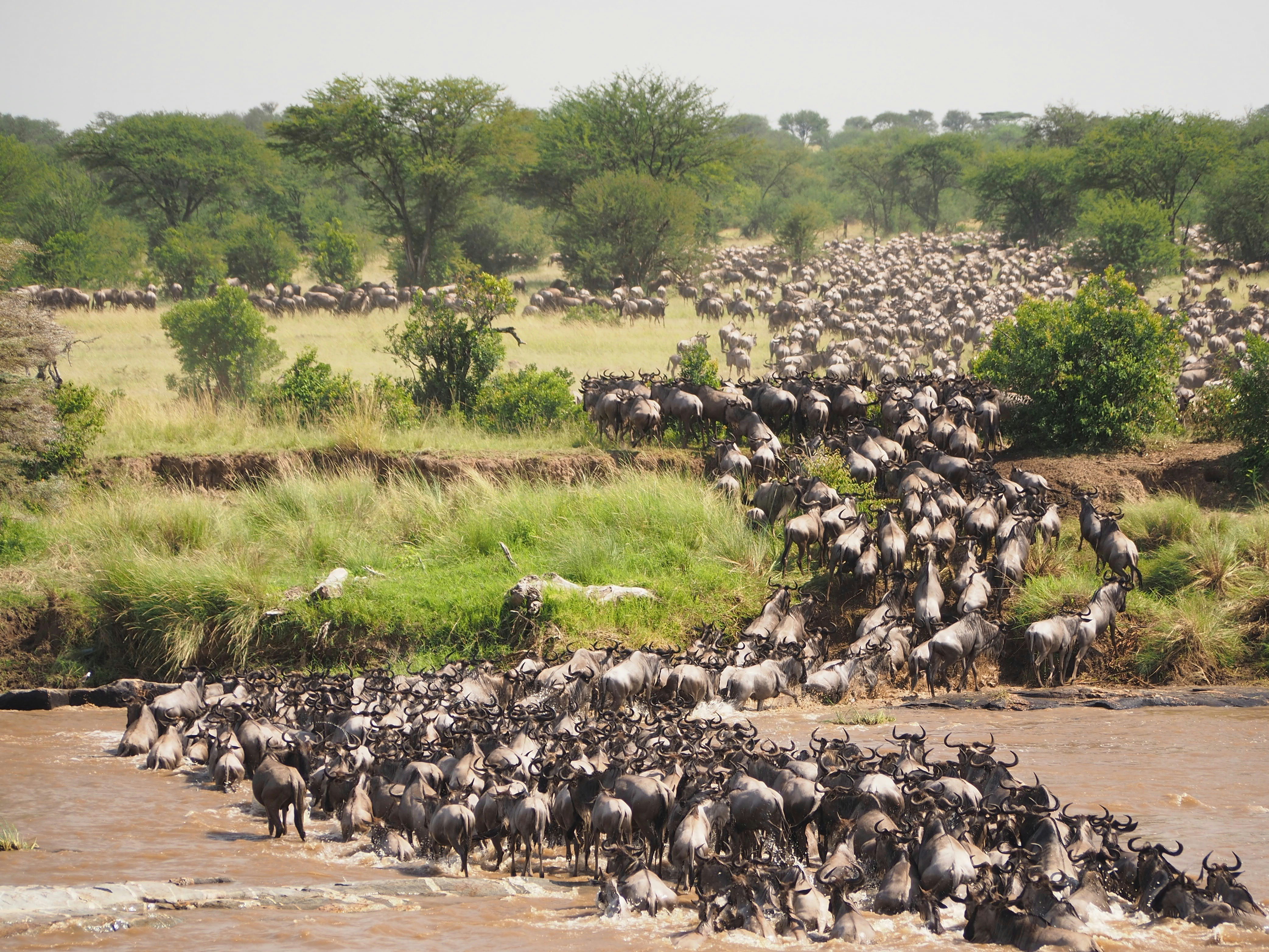 Great Migration in Maasai Mara